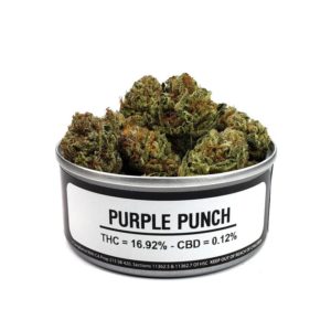 _purplepunch_greenhouse
